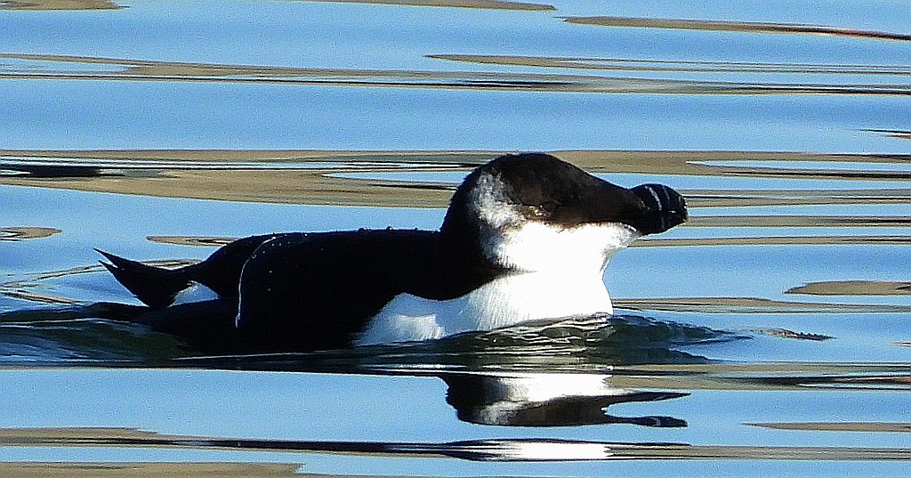 Alka, alka krzywonosa (Alca torda)