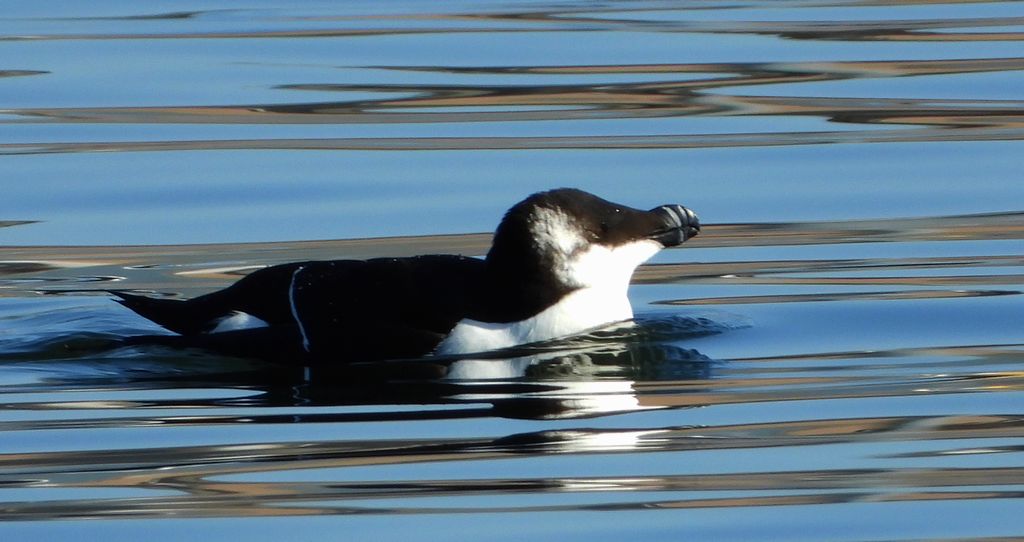 Alka, alka krzywonosa (Alca torda)
