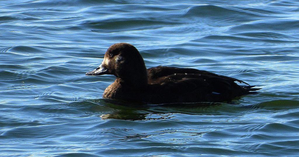 Uhla (Melanitta fusca)