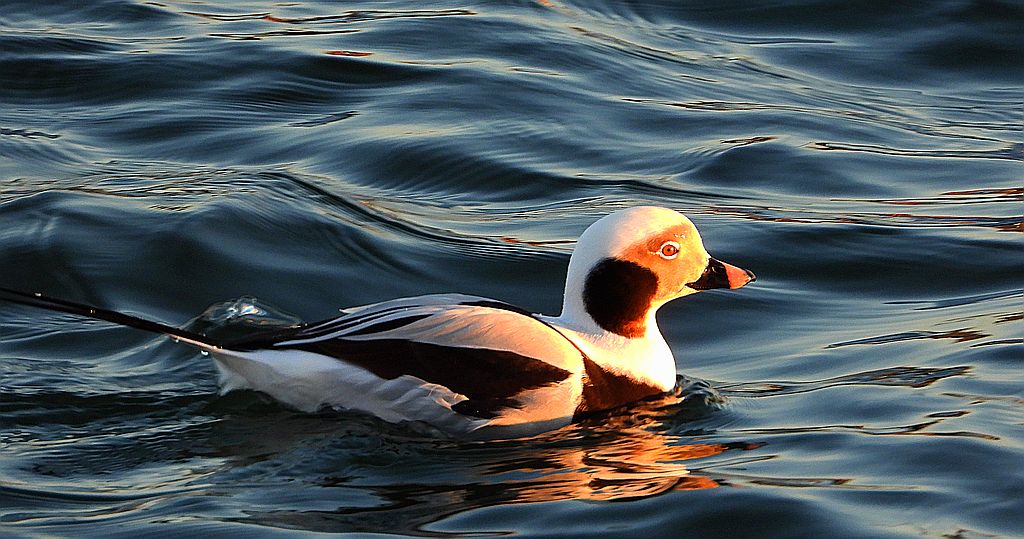 Lodówka, kaczka lodówka, (Clangula hyemalis)