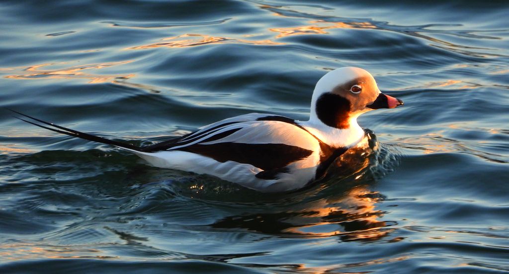 Lodówka, kaczka lodówka, (Clangula hyemalis)