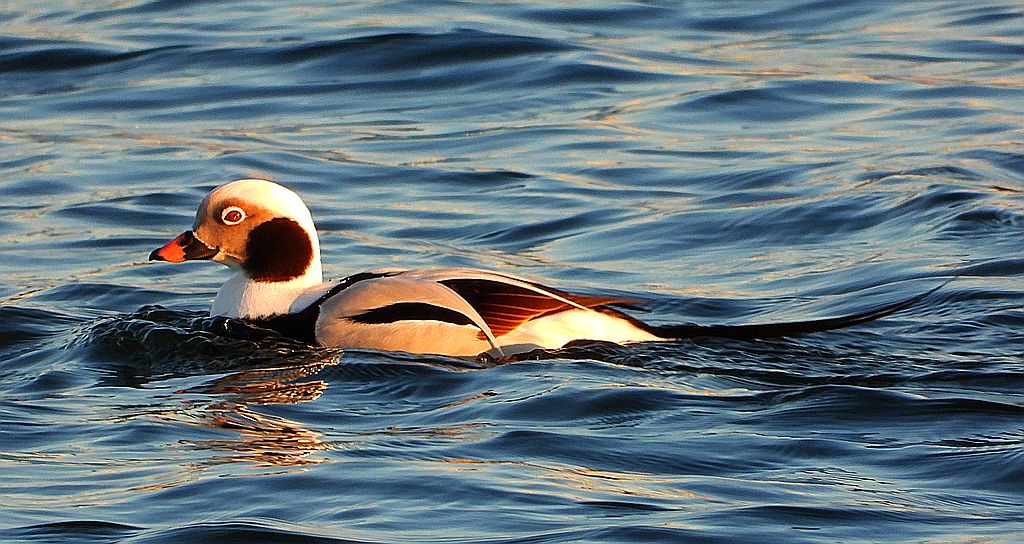 Lodówka, kaczka lodówka, (Clangula hyemalis)