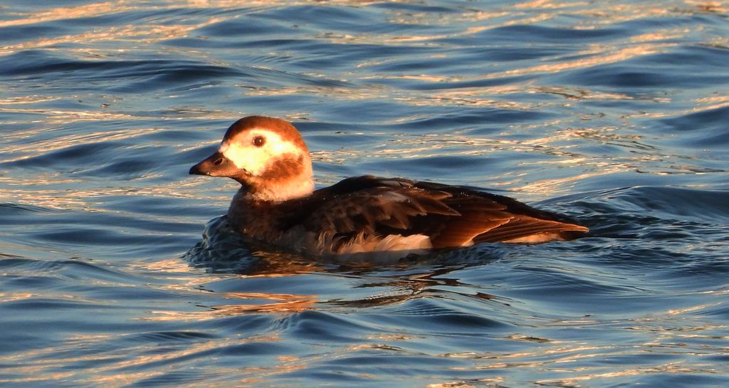 Lodówka, kaczka lodówka, (Clangula hyemalis)