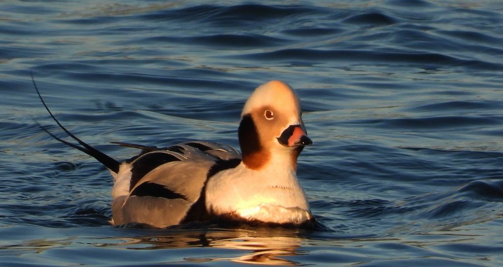 Lodówka, kaczka lodówka, (Clangula hyemalis)