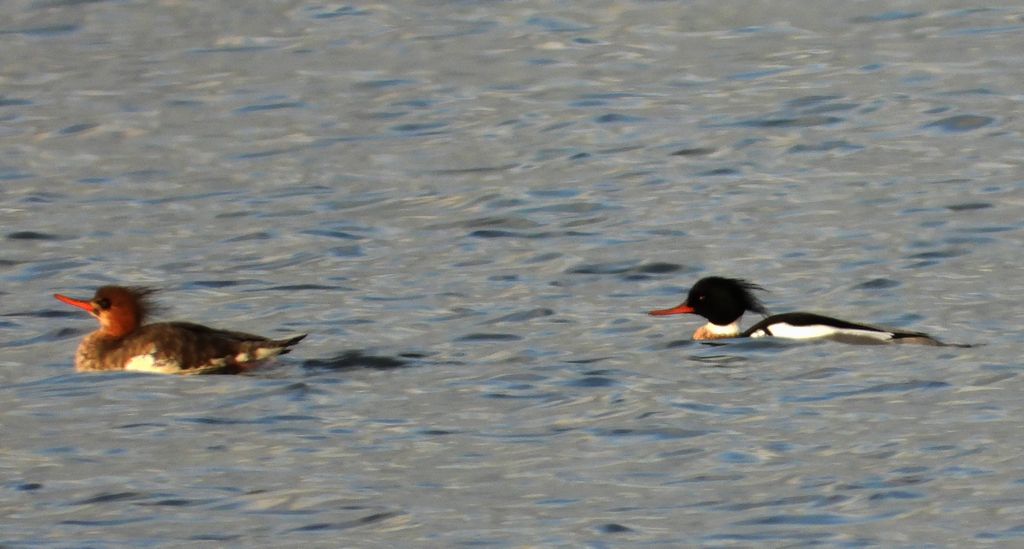 Szlachar, tracz długodzioby, długodziób (Mergus serrator)