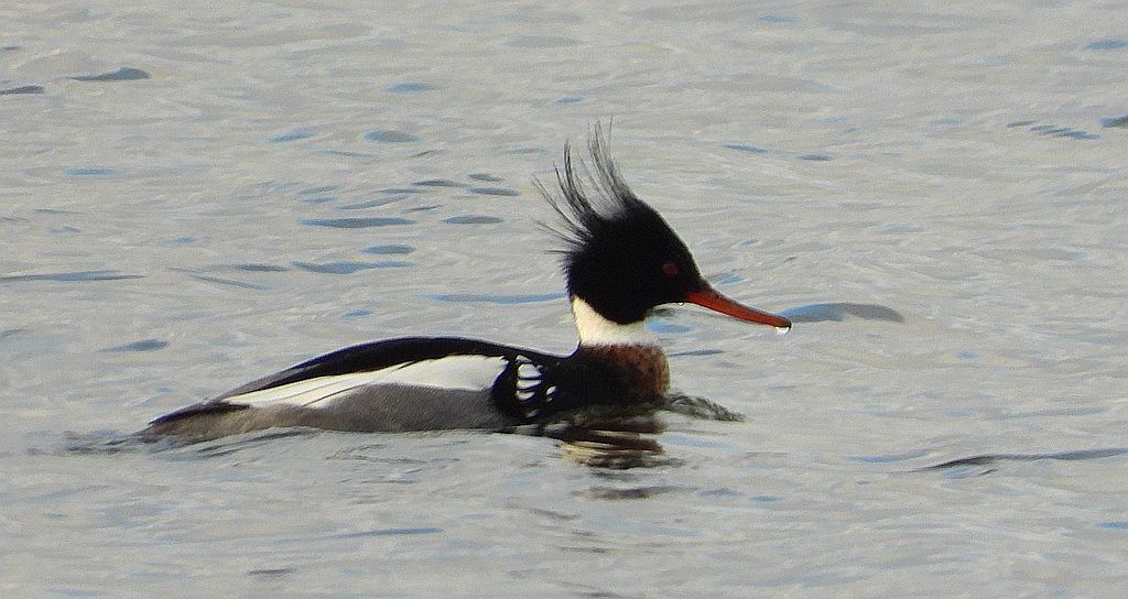 Szlachar, tracz długodzioby, długodziób (Mergus serrator)