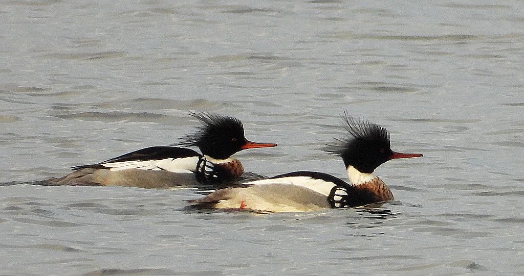 Szlachar, tracz długodzioby, długodziób (Mergus serrator)