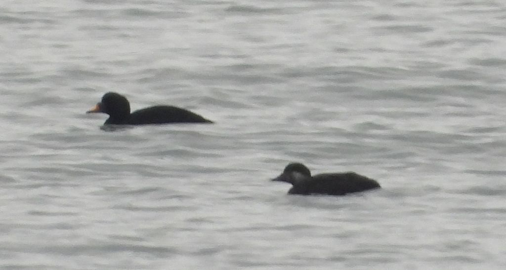 Markaczka (Melanitta nigra)