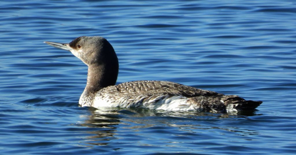 Nur rdzawoszyi (Gavia stellata)