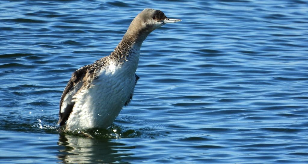 Nur rdzawoszyi (Gavia stellata)