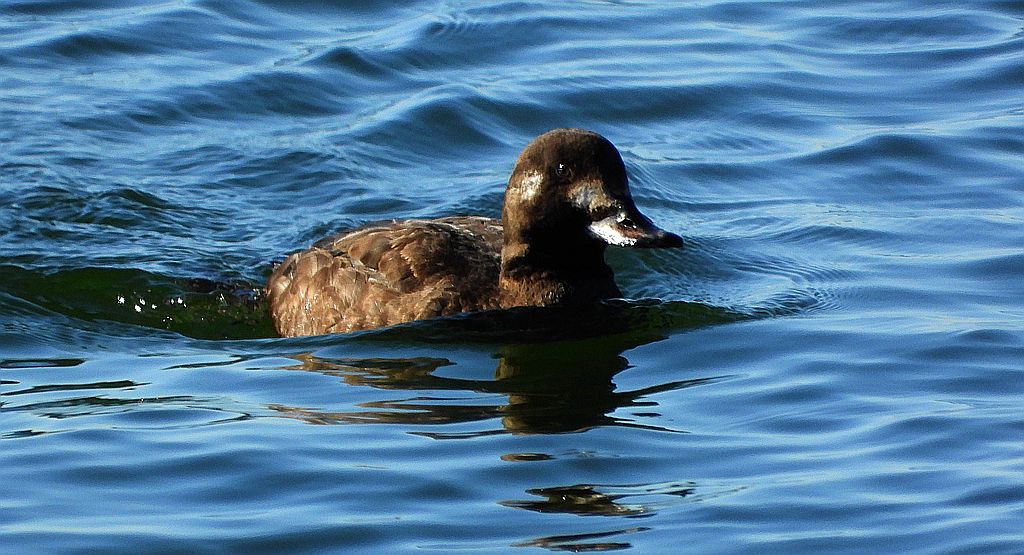 Uhla (Melanitta fusca)