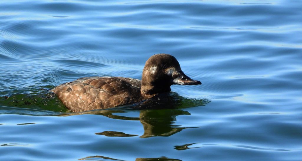 Uhla (Melanitta fusca)