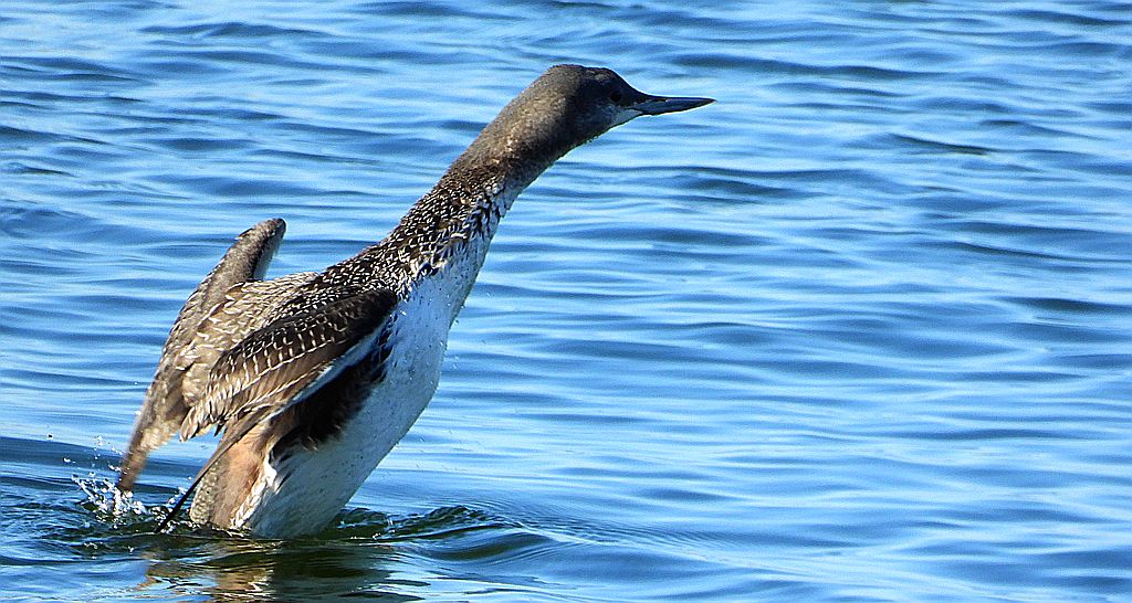 Nur rdzawoszyi (Gavia stellata)