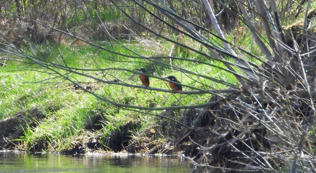 Zimorodek (Alcedo atthis)