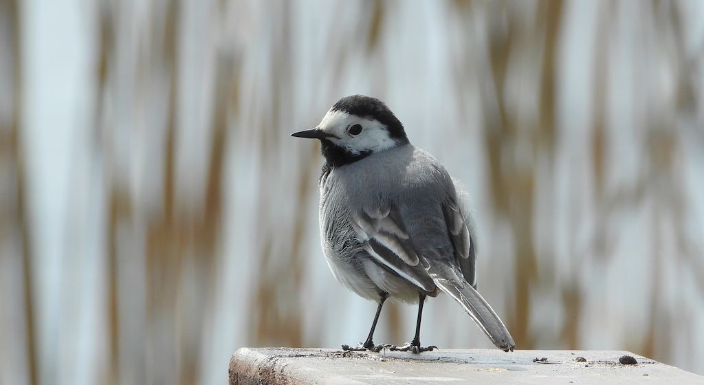 Pliszka siwa (Motacilla alba)