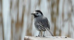 Pliszka siwa (Motacilla alba)