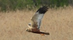 Błotniak stawowy (Circus aeruginosus)