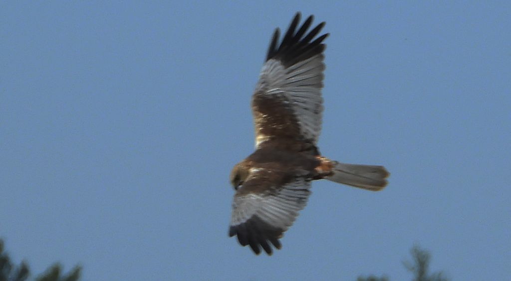 Błotniak stawowy (Circus aeruginosus)