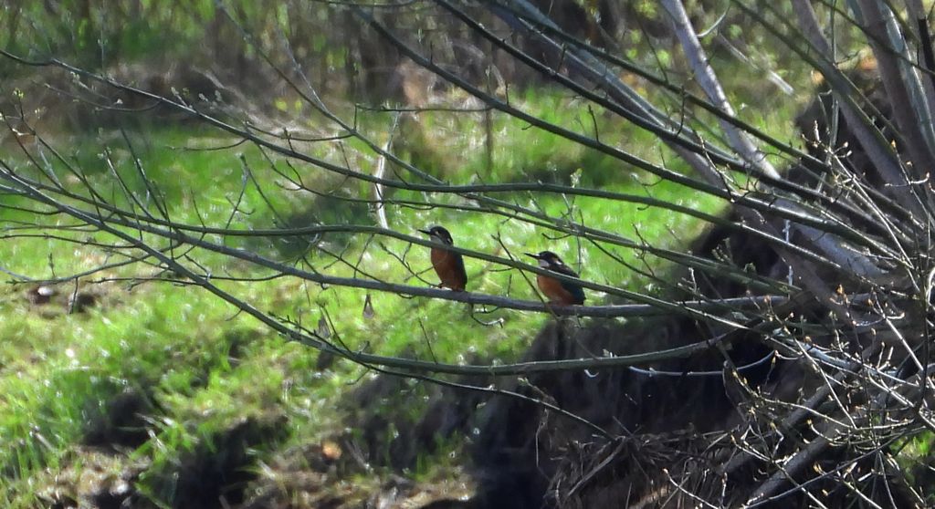 Zimorodek (Alcedo atthis)