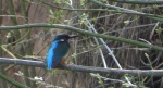 Zimorodek (Alcedo atthis)