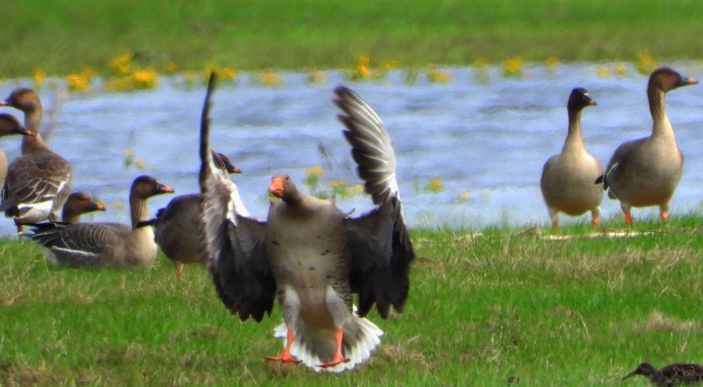 Gęgawa, gęś gęgawa (Anser anser)