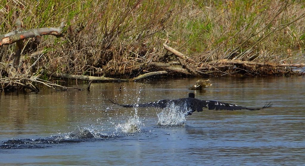 Kormoran, kormoran czarny (Phalacrocorax carbo)