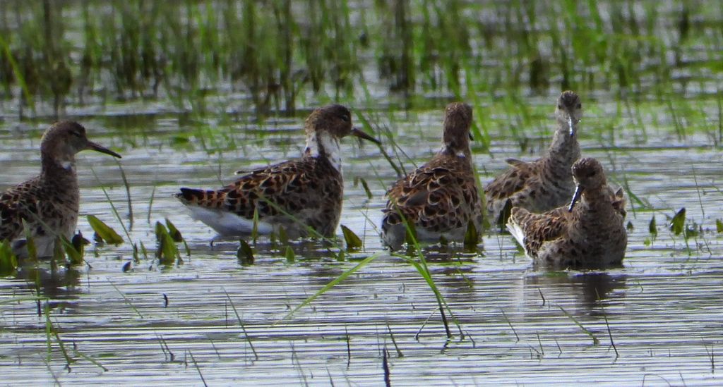 Batalion, bojownik batalion, bojownik zmienny, biegus bojownik, bojownik odmienny (Calidris pugnax)