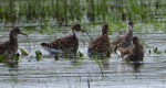 Batalion, bojownik batalion, bojownik zmienny, biegus bojownik, bojownik odmienny (Calidris pugnax)