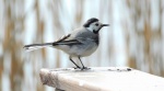 Pliszka siwa (Motacilla alba)