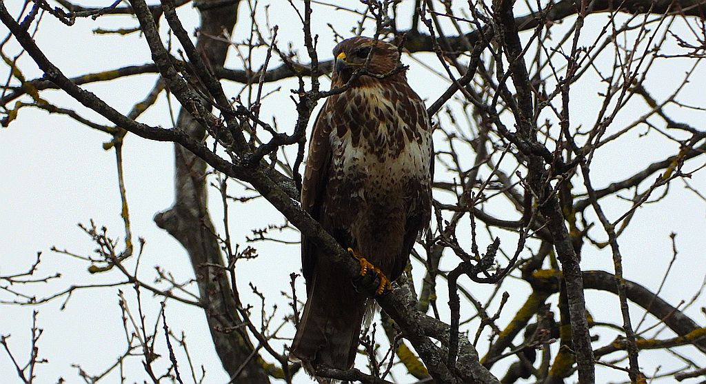 Myszołów zwyczajny, myszołów (Buteo buteo)