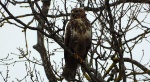 Myszołów zwyczajny, myszołów (Buteo buteo)