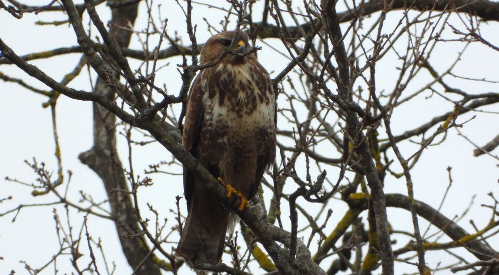 Myszołów zwyczajny, myszołów (Buteo buteo)