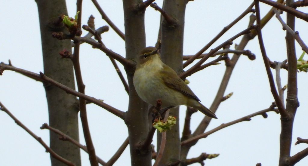 Piecuszek (Phylloscopus trochilus)