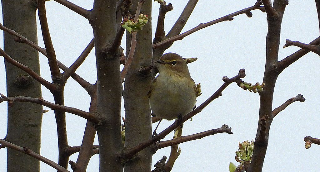 Piecuszek (Phylloscopus trochilus)