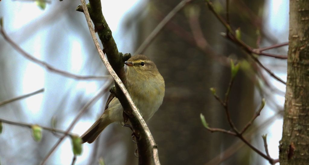 Świstunka leśna (Rhadina sibilatrix)