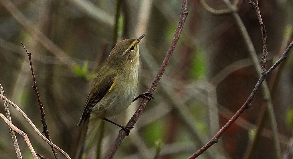 Świstunka leśna (Rhadina sibilatrix)