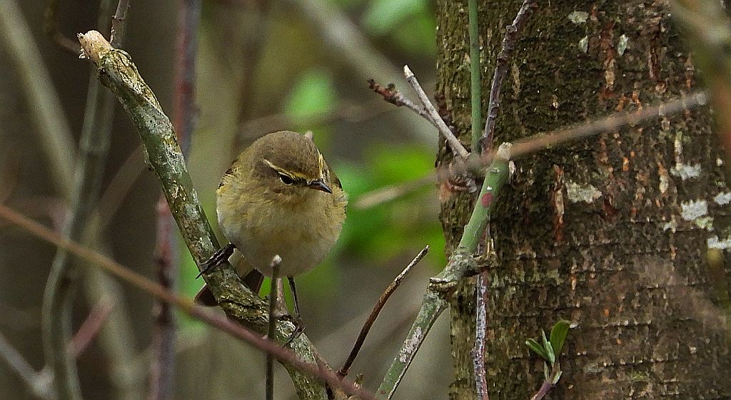 Świstunka leśna (Rhadina sibilatrix)
