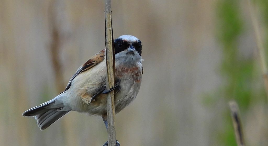 Remiz (Remiz pendulinus)