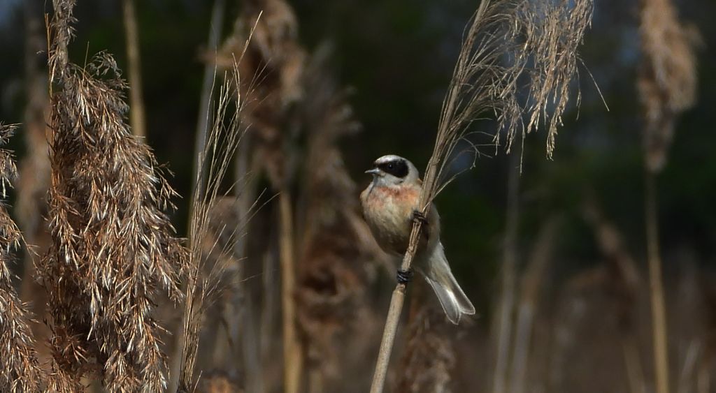 Remiz (Remiz pendulinus)