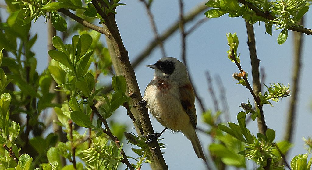 Remiz (Remiz pendulinus)