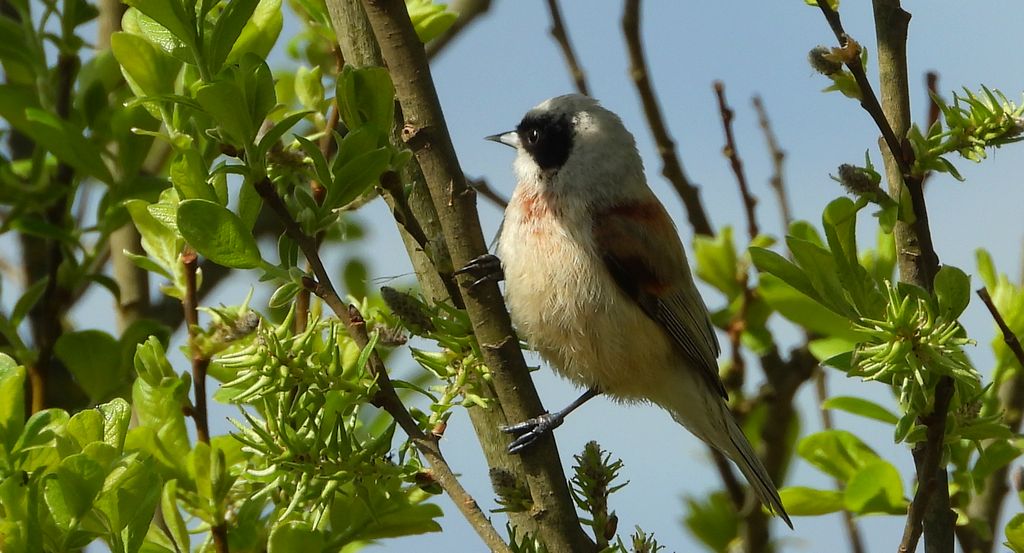 Remiz (Remiz pendulinus)