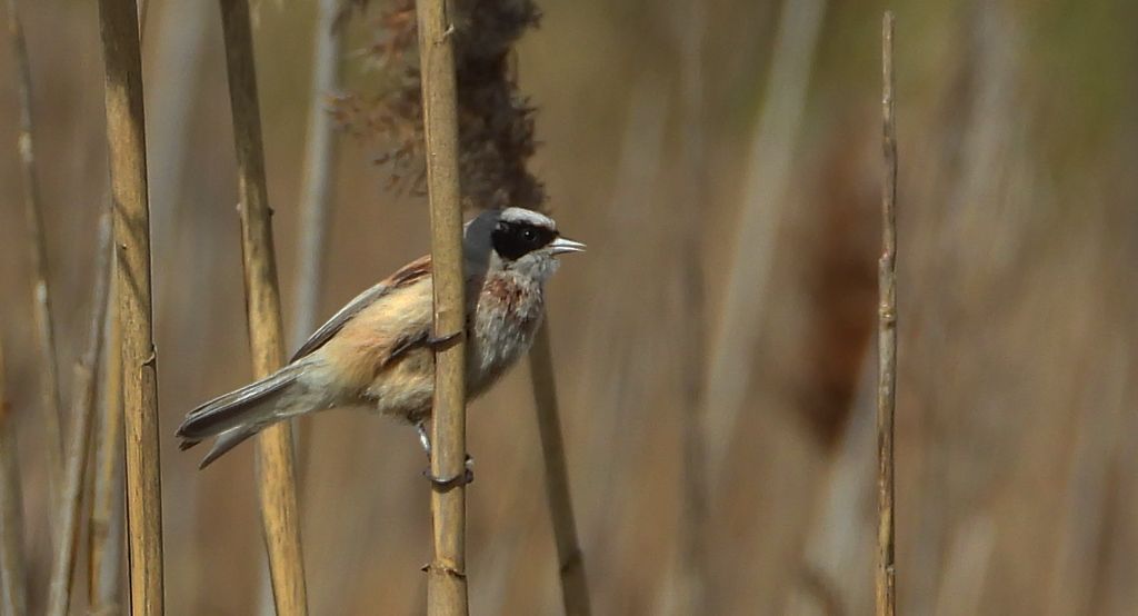 Remiz (Remiz pendulinus)