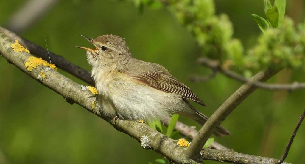 Pierwiosnek, pierwiosnek zwyczajny (Phylloscopus collybita)