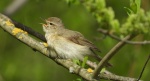 Pierwiosnek, pierwiosnek zwyczajny (Phylloscopus collybita)