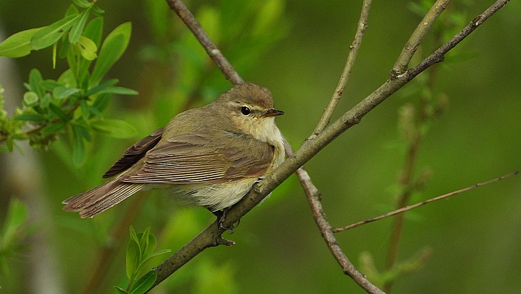 Pierwiosnek, pierwiosnek zwyczajny (Phylloscopus collybita)