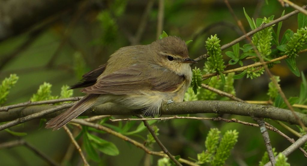 Pierwiosnek, pierwiosnek zwyczajny (Phylloscopus collybita)