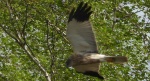 Błotniak stawowy (Circus aeruginosus)