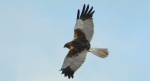Błotniak stawowy (Circus aeruginosus)