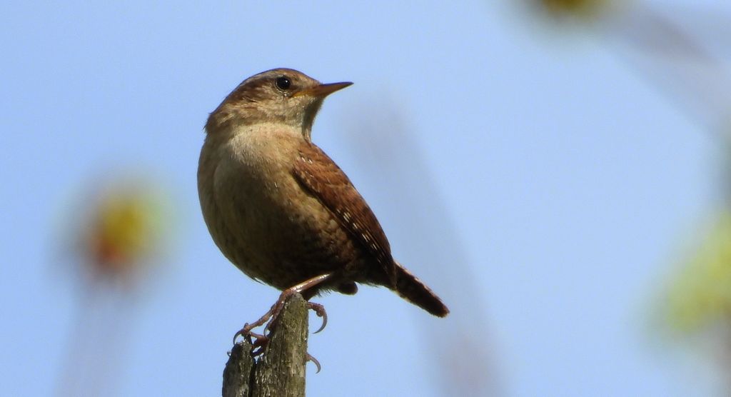 Strzyżyk, strzyżyk woleoczko, wole oczko (Troglodytes troglodytes)