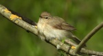 Pierwiosnek, pierwiosnek zwyczajny (Phylloscopus collybita)